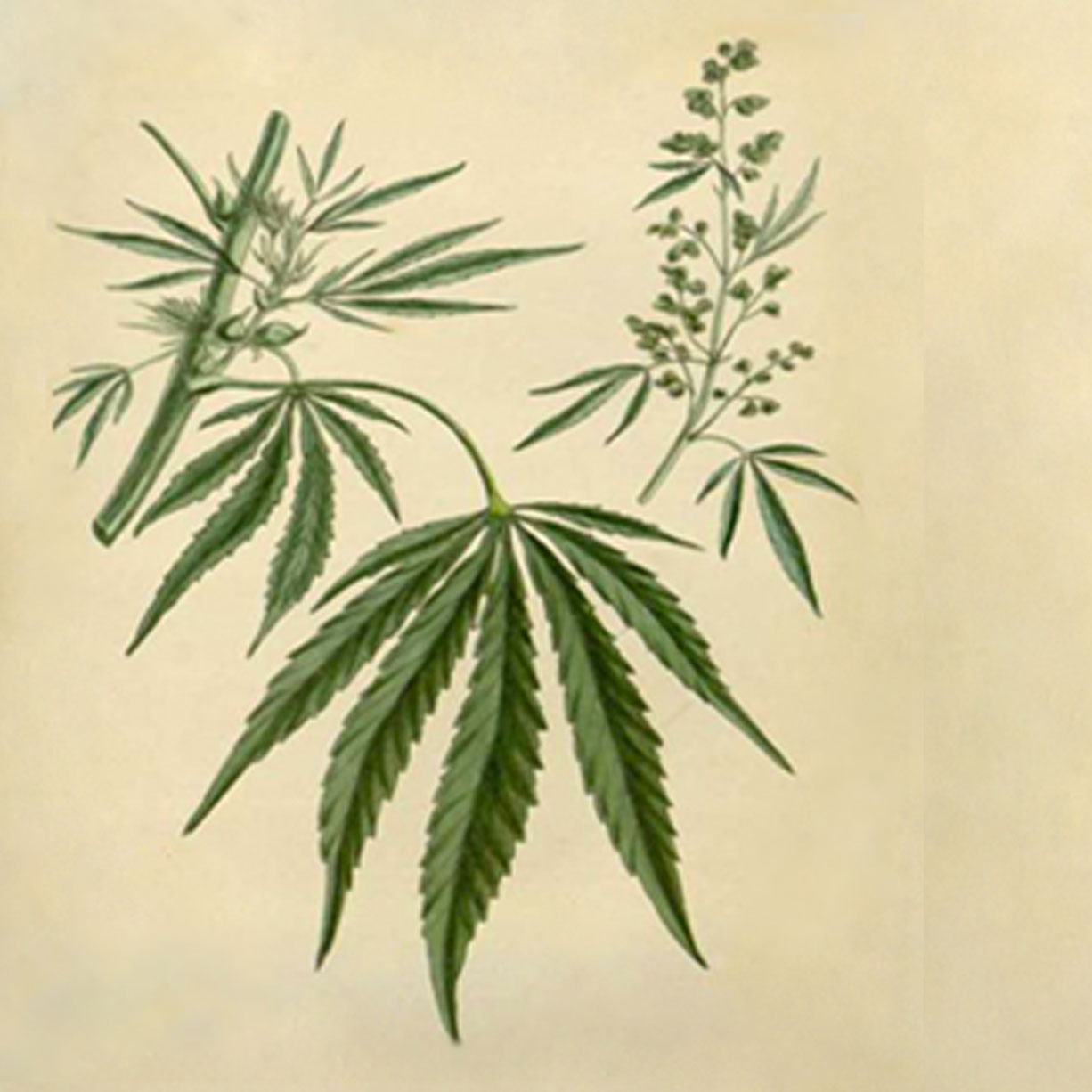 1a.-paranoia-A4-resized-thumb